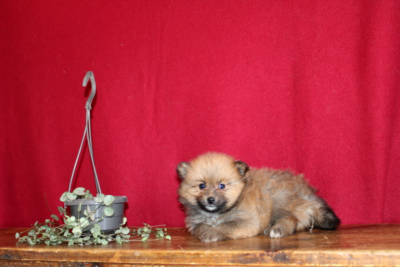 puppy, for, sale, Pomeranian, Matthew B. Stoltzfus, dog, breeder, Gap, PA, dog-breeder, puppy-for-sale, forsale, nearby, find, puppyfind, locator, puppylocator, aca